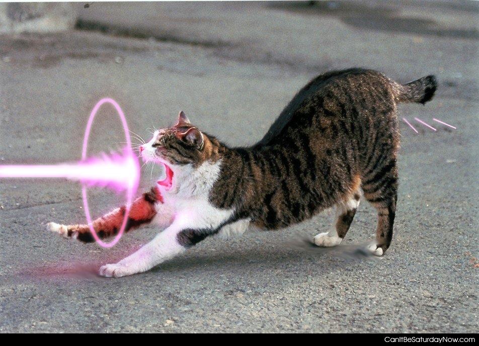Cat laser - this cat is firing his laser